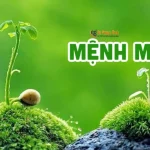 Đá Phong Thuỷ Mệnh Mộc